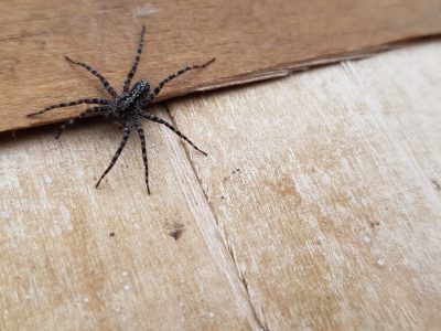 Get Rid of Spiders | तुम्ही सुद्धा घरातील कोळ्यांच्या जाळ्यांनी त्रस्त आहात? | हौदोस कमी करण्याचा उपाय जाणून घ्या