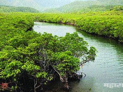 बुलेट ट्रेनसाठी निसर्गाचा विध्वंस ५३,४६७ खारफुटींच्या कत्तलीस परवानगी