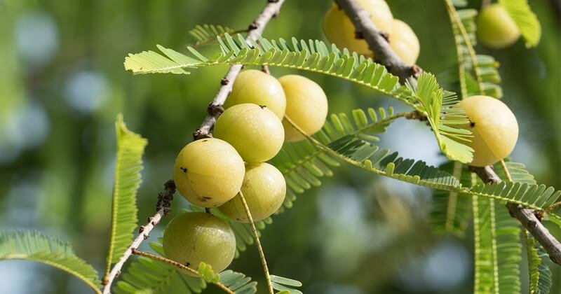 Amla-Health-Benefits