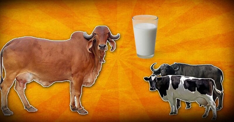 Difference between cow and buffalo milk