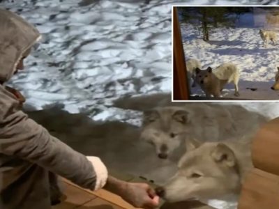 Trending Video | फिरायला गेलेले जोडपे अडकले लांडग्यांच्या विळख्यात, पुढे असं घडलं की विश्वास बसणार नाही, पहा व्हिडिओ