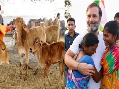 मतदारांनो वाजवा थाळ्या!!… समान हक्कांसाठी राहुल गांधींचा जोर जातनिहाय जनगणनेवर, भाजप करणार गायींची गणना
