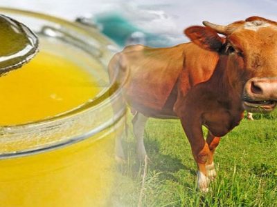 Health First |  गाईचे तूप खाण्याचे ‘हे’ आरोग्यदायी फायदे तुम्हाला माहीत आहे का?