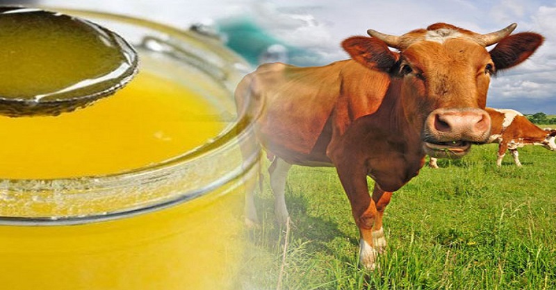 Cow ghee is beneficial