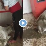  Cow in ATM