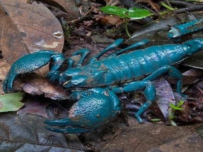 जगातील सर्वात विषारी विंचू | तब्बल 75 कोटी रुपयांना विकतं या विंचूचं विष | पण का? – वाचा माहिती