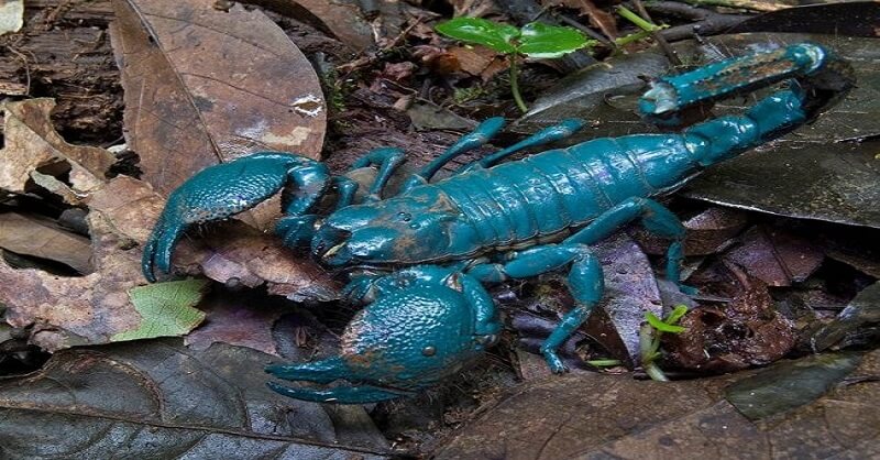 Cuba blue scorpion in Marathi