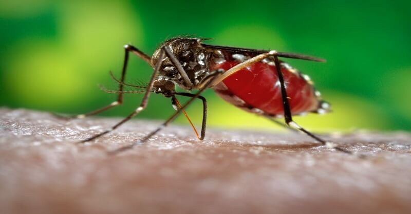 Dengue Malaria