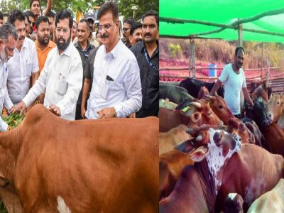 गाईंचा वापर धार्मिक राजकारणासाठी? सरकारी निधी अभावी रत्नागिरी खेडमध्ये 100 हुन अधिक गाईंची प्रकृती गंभीर, 12 गाईंचा उपासमारीने मृत्यू