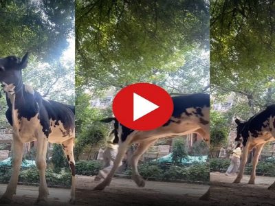 Viral Video | व्हिडिओ रील बनविण्यासाठी मुलगी गायीच्या जवळ डान्स करू लागली, पण गाय पलटली आणि… व्हिडीओ व्हायरल