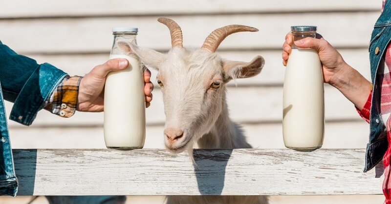 benefits of goat's milk