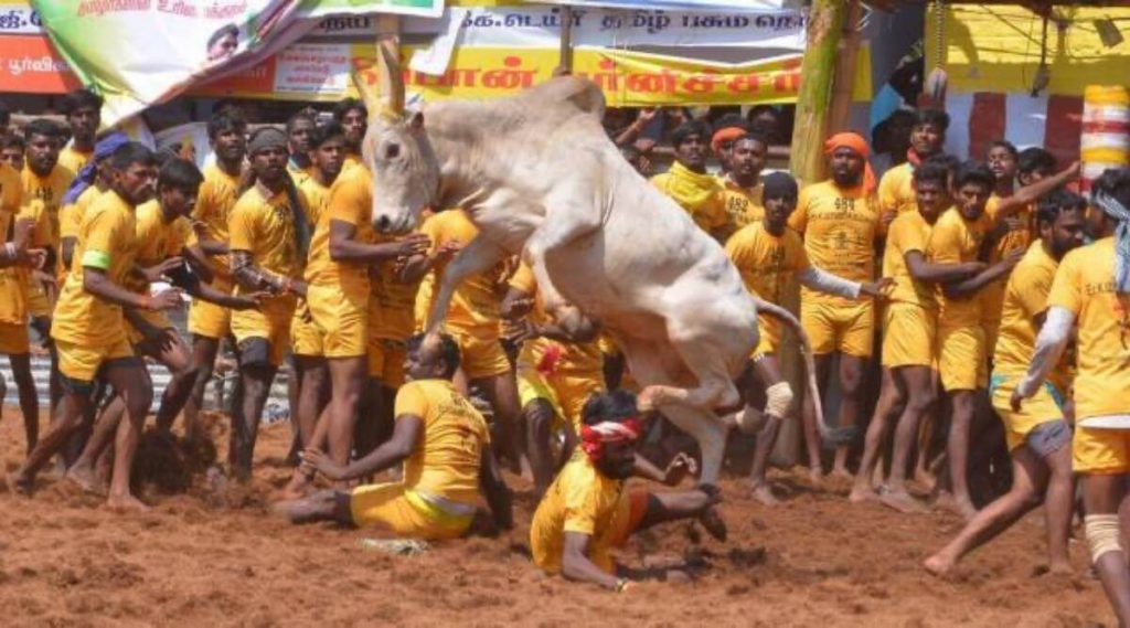 Jallikattu is part of Tamil Nadu Culture said supreme court of India 1