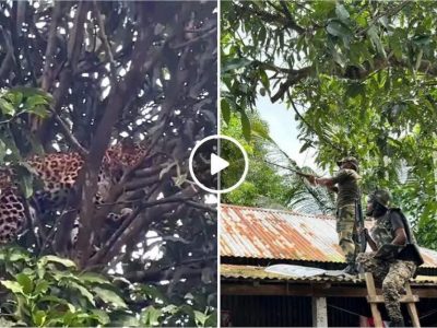 Viral Video | बिबट्या आंब्याच्या झाडावर चढला खरा, पण असा अडकला की खाली उतरविण्यासाठी फायर ब्रिगेड आली… पहा व्हिडीओ