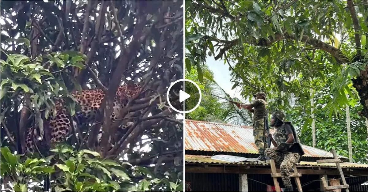 Leopard ride on mango tree video viral on social media