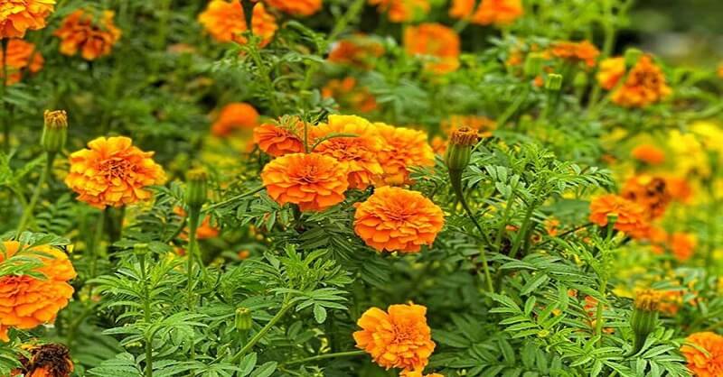 benefits of marigold flowers and leaves