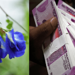 Money Upay Aparajita Flowers