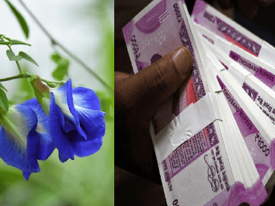 Money Upay | घरात पैशांची कमतरता त्रस्त करते आहे?, पूजा करताना ही फुलं लॉकरमध्ये ठेवण्याची सवय जोपासा