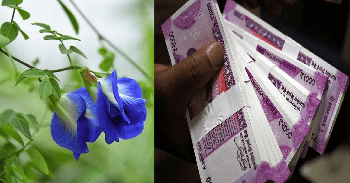Money Upay Aparajita Flowers