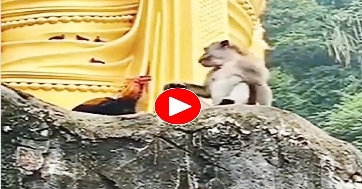 Monkey and rooster fighting video viral