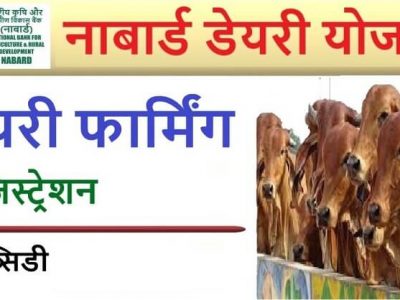 सरकारी योजना | नाबार्ड डेअरी लोन योजना 2021 ऑनलाईन अर्ज। तरुणांना मोठी संधी