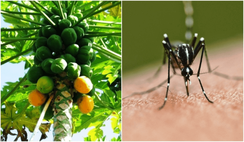Papaya-Leaf-Juice-on-Dengue