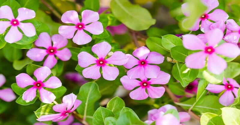 benefits of periwinkle