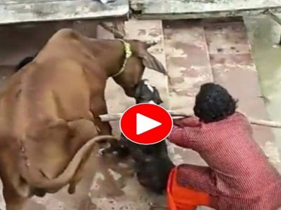 Viral Video | पिटबुल कुत्र्याचा गायीवर हल्ला, गायीचा जबडा सोडवण्यासाठी अनेकांचा प्रयत्न, पण पिटबुलची ताकद व्हायरल व्हिडिओत पहा