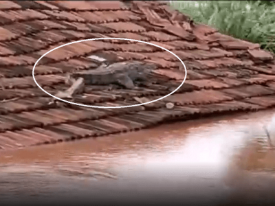 सांगलीतील पुरस्थितीनंतर | नदी पात्रातील मगर रस्ते आणि घराच्या छतावर