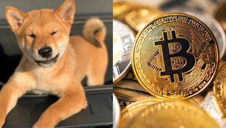 Shiba-Inu-Price