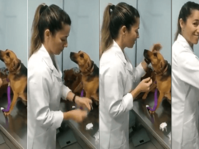 Social Media Viral | जेव्हा उपचारासाठी आलेला श्वान नर्सकडे एकटक बघत राहतो