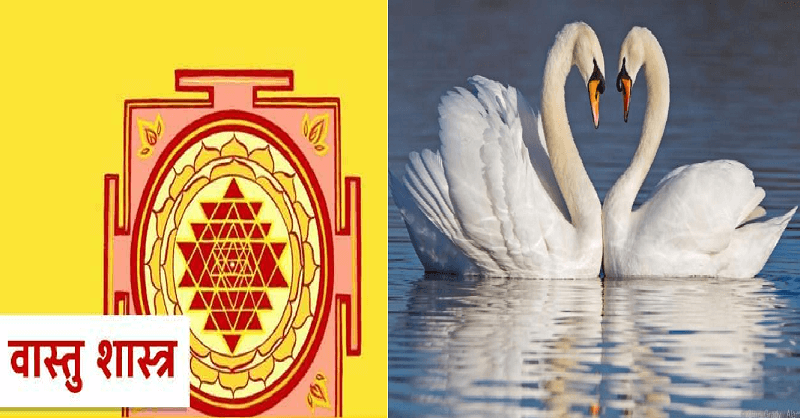 Benefits of Keeping a picture or statue of swans