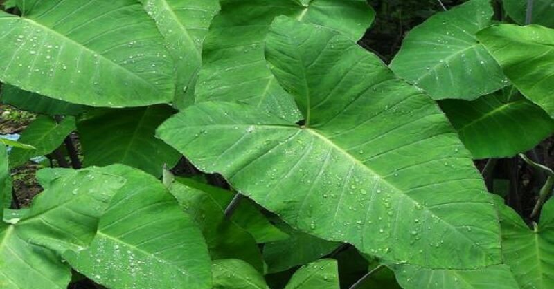 Colocasia leaves