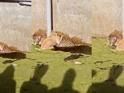 Viral Video | झटापटीत बिबट्या आणि कुत्रा दोघेही एकाच पाईपमध्ये अडकले, पुढे जे घडलं ते डोकं चक्रावणारं