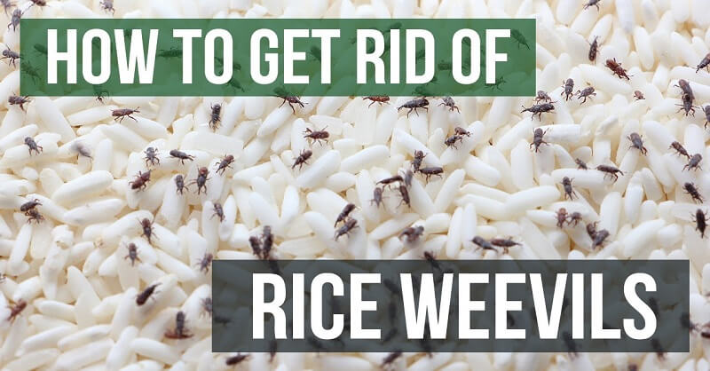 protect rice from insects in rain