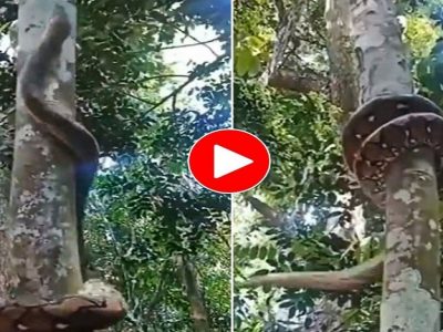 Trending Video | शिकार पाहिली आणि अजगराने झाडावर वेगाने चढत हल्ल्याची तयारी केली, व्हिडीओ समाज माध्यमांवर प्रचंड व्हायरल