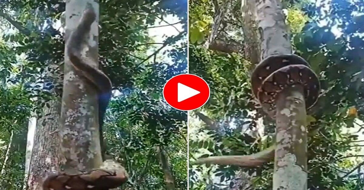 Trending Video of python climbing on tree with speed video trending on social media