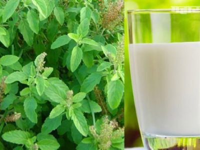 Tulsi Leaves Milk Health Benefits | तुळशी मिल्क | पाच रोगांना दूर ठेवणारा आयुर्वेदिक उपाय