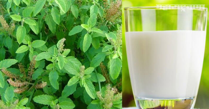 Tulsi leaves milk health benefits