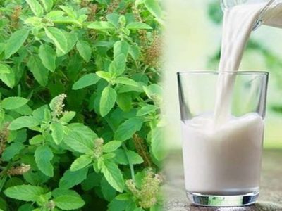 Tulsi Leaves with Milk | दुधात तुळशीची पाने उकळल्याने हे मोठे फायदे होतात | कसे ते जाणून घ्या