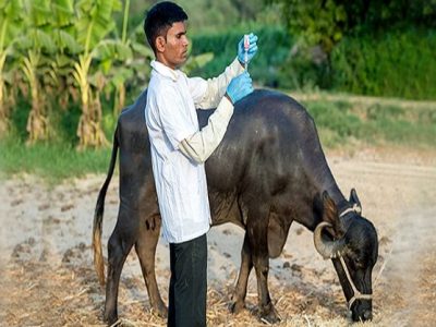 पावसाळ्यात जनावरांमधील लसीकरण महत्वाचे | जाणून घ्या काय घ्यावी काळजी