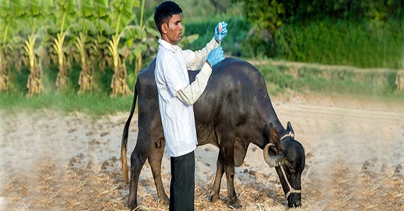 Vaccination of farmers animals