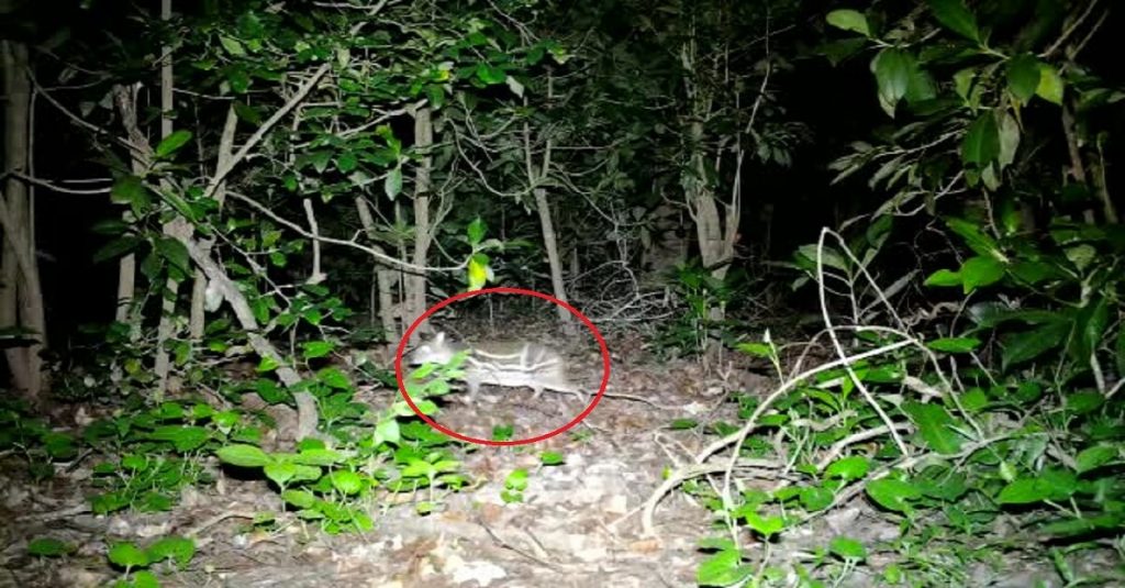 Video Viral from Chhattisgarh Kanger National Park mouse deer