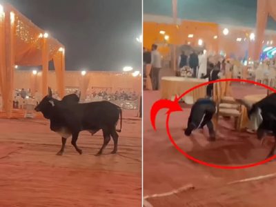 Viral Video | अरे बापरे! बैल अचानक लग्नाच्या मंडपात घुसला, पाहुण्यांची घाबरून मंडपात पळापळ, व्हिडिओ प्रचंड व्हायरल