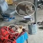 Viral Video