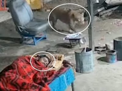 Viral Video | तो रस्त्यावर निवांत झोपला होता, पाठून बिबट्या अलगत पावलाने येतं होता, पुढे असं काही घडलं… व्हिडिओ व्हायरल