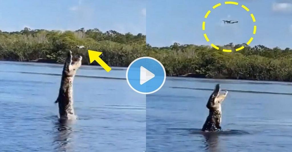 Viral Video crocodiles jumped vertically in the air to attack drone