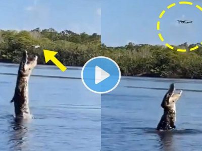 Viral Video | मगरीची पाण्यात ड्रोनने शूटिंग सुरु होती, तितक्यात मगरीने वरच्या दिशेने झेप घेत ड्रॉनवर केला हल्ला, व्हिडिओ व्हायरल