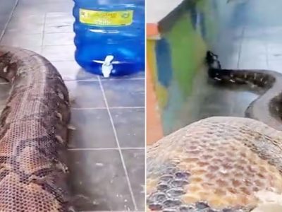 Viral Video | अबब! जगातील भयंकर आणि विशाल आकाराचा साप कॅमेऱ्यात कैद, व्हिडिओ पाहूनच धडकी भरेल