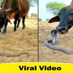 Viral Video of Cow