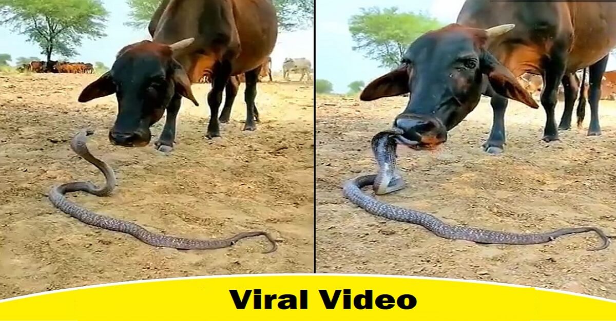 Viral Video of Cow